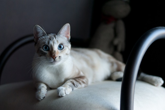 动物 吉祥物 猫科动物 - 上的免费照片