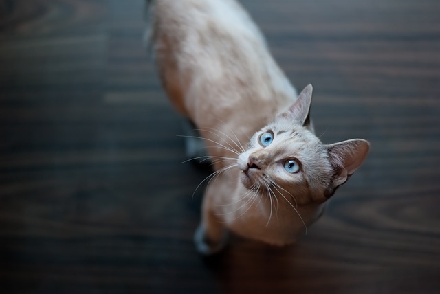 动物 吉祥物 猫科动物 - 上的免费照片