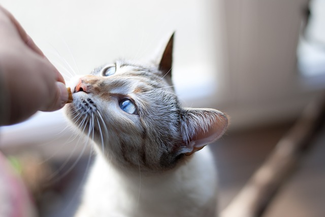 动物 吉祥物 猫科动物 - 上的免费照片