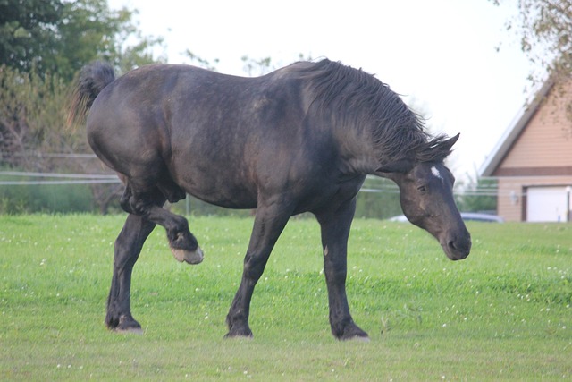 马 Percheron 牧场 - 上的免费照片