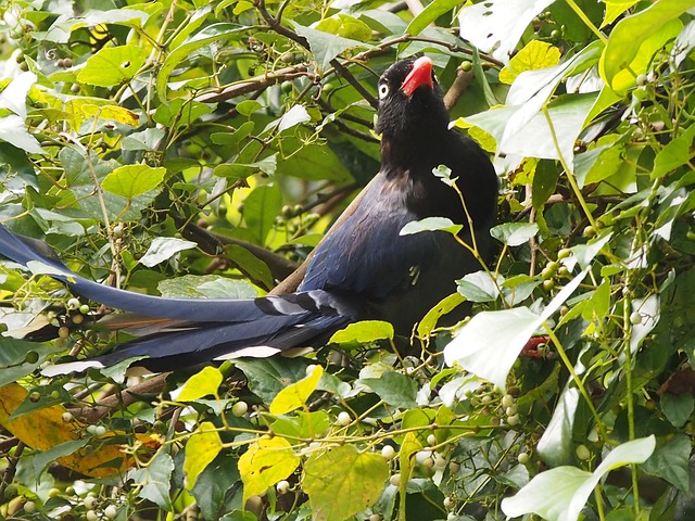 長尾山娘 蓝鹊 吃果子 - 上的免费照片