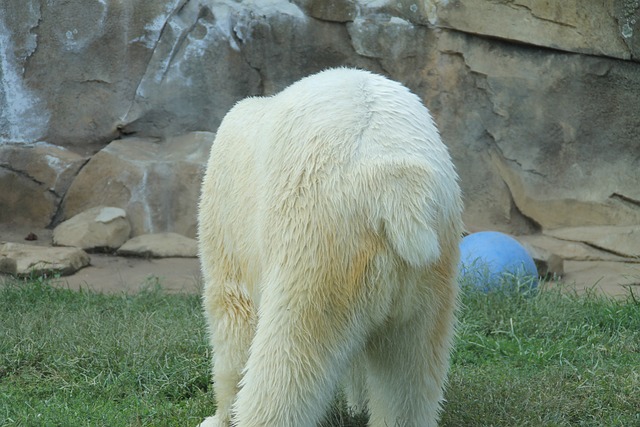 熊 后端 动物园 - 上的免费照片