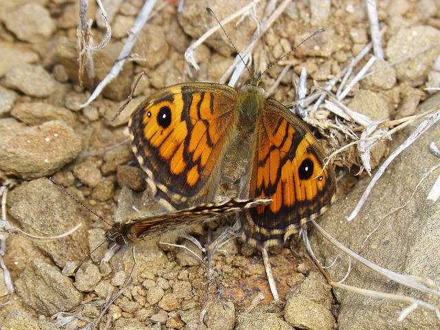 蝴蝶 性别 生殖 - 上的免费照片