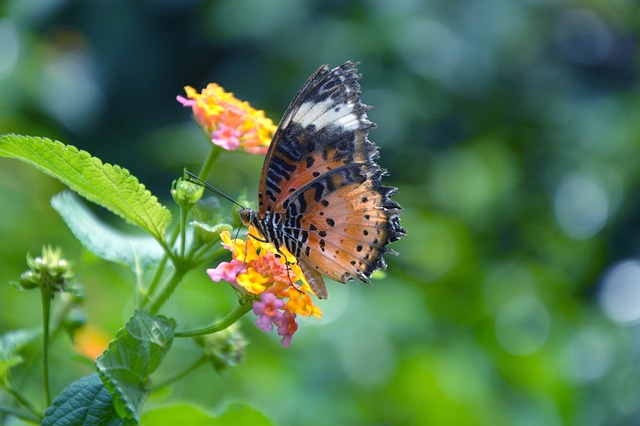 蝴蝶采花 清新自然 - 上的免费照片