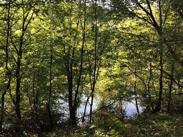 森林 湖 自然 - 上的免费照片