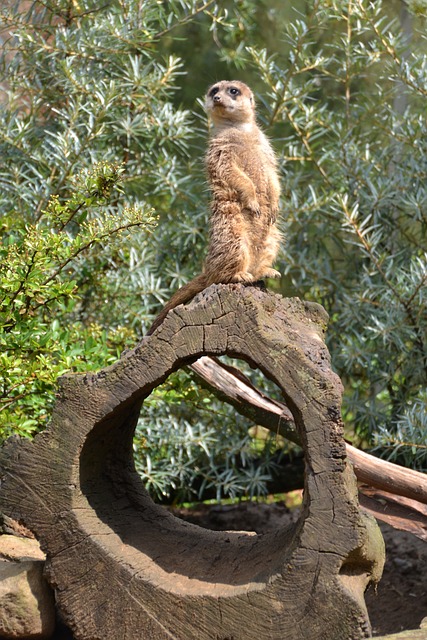 猫鼬 苏里卡塔 哺乳动物 - 上的免费照片