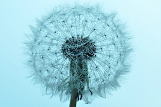 蒲公英 种子 植物 - 上的免费照片