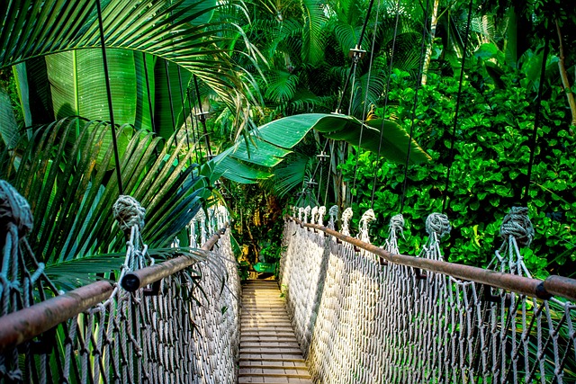 吊桥 雨林 亚马逊 - 上的免费照片