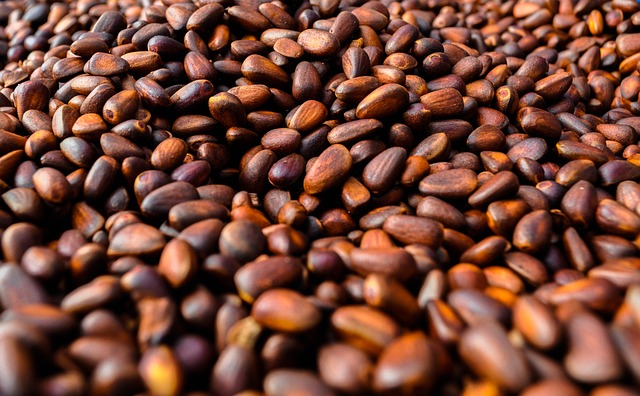 松子 松果 锥体 - 上的免费照片