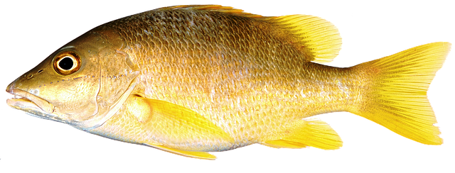 孤立 鱼 黄色 - 上的免费图片