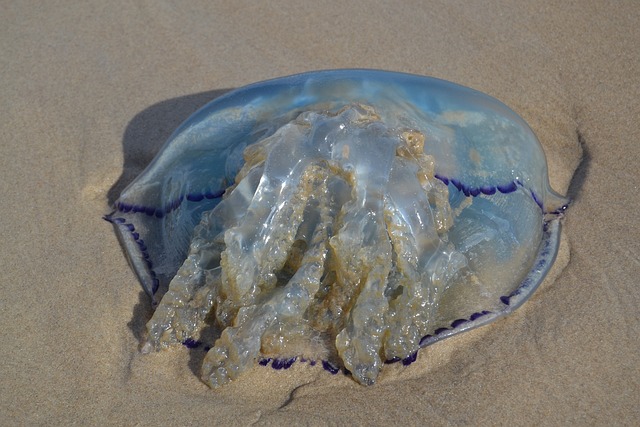 蓝荨麻水母 海蜇 蓝藻 - 上的免费照片
