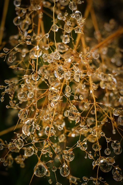 滴 水 水性 - 上的免费照片