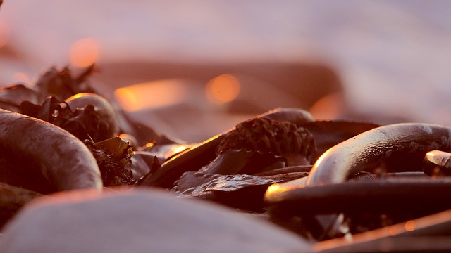 日落 海带 海洋 - 上的免费照片