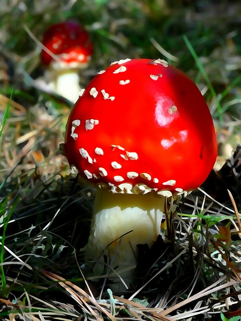 奥尔库什 波兰 蘑菇 - 上的免费照片