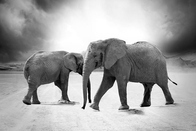 大象 苹果浏览器 单色 - 上的免费照片