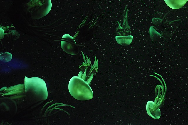 水母 水生物 海洋生物 - 上的免费照片