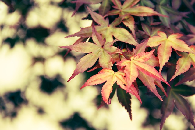 枫树 调色 叶秋 - 上的免费照片