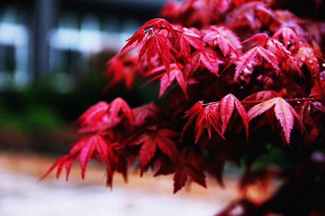 枫树叶 调色 红颜色 - 上的免费图片