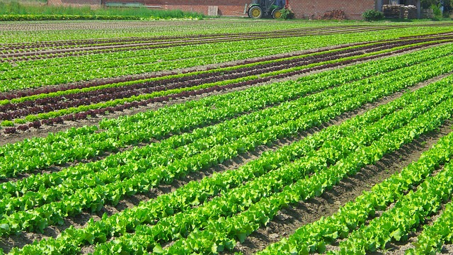沙拉 种植园 蔬菜 - 上的免费照片