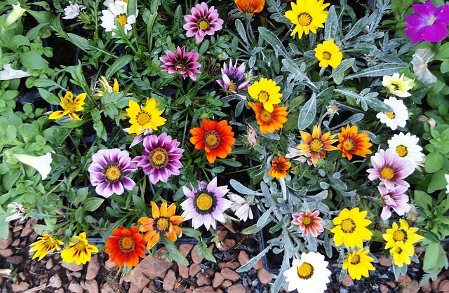 春天 夏天 花朵 - 上的免费照片