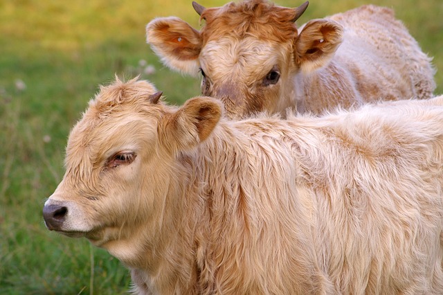 水牛 野生动物 自然 - 上的免费照片