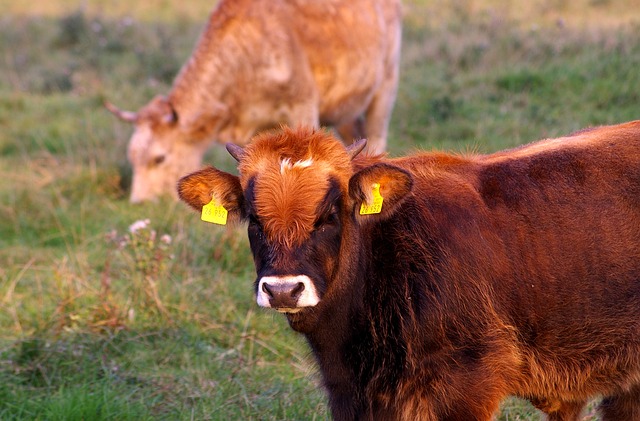 水牛 野生动物 自然 - 上的免费照片