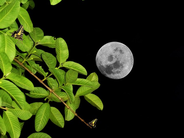 月亮 夜空 夜晚 - 上的免费图片