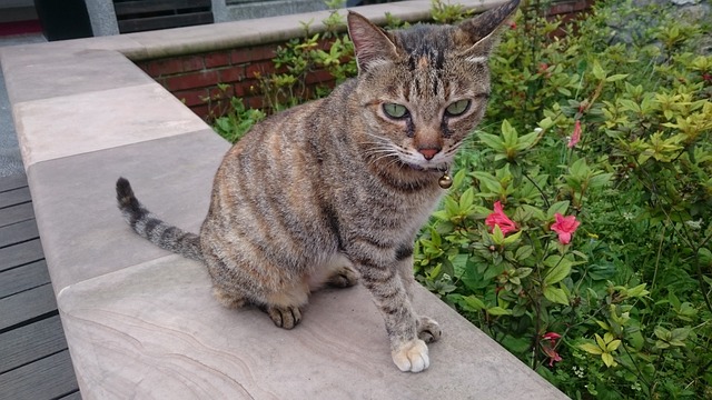 猫 室外 宠物 - 上的免费照片