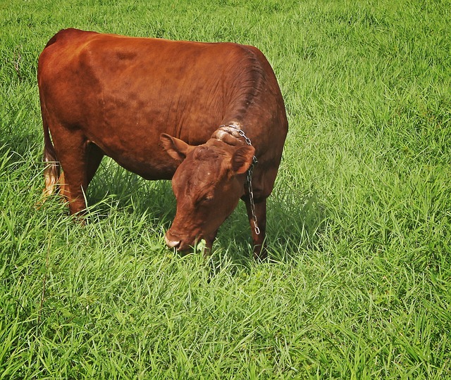 奶牛 吃 草 - 上的免费照片