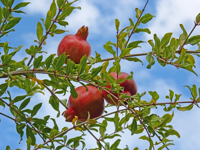 格兰纳多 手榴弹 瘦且健康的 - 上的免费照片