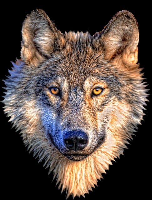 动物 狼 自然 - 上的免费图片