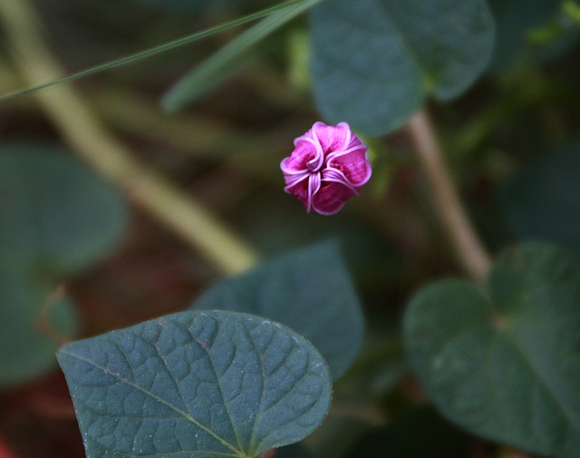 牵牛花芽 花 自然 - 上的免费照片