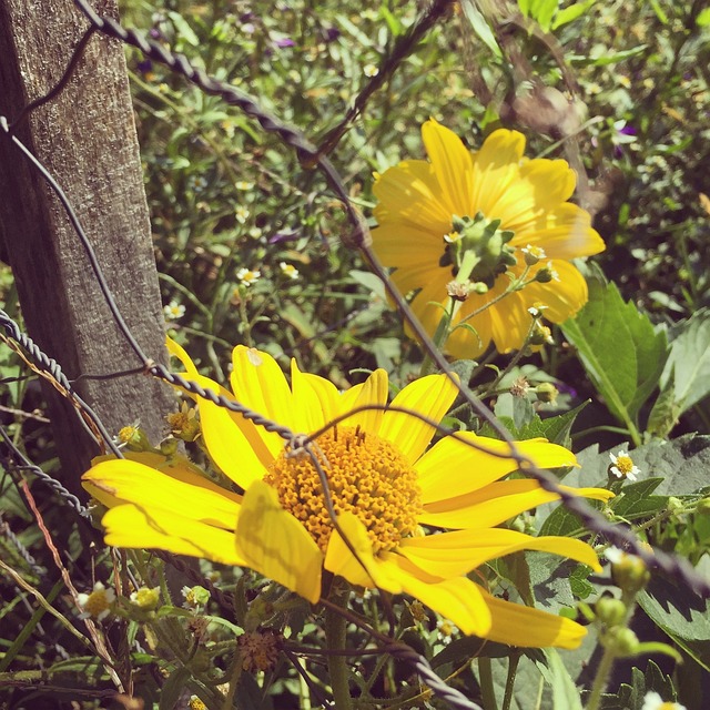 鸡丝 黄色 花 - 上的免费照片