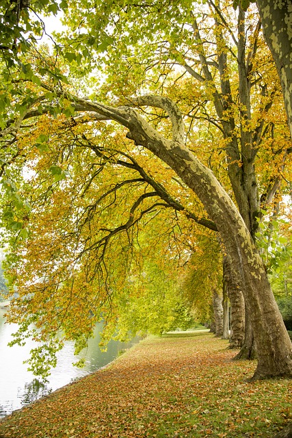 風景 唯美 秋意 - 上的免费照片