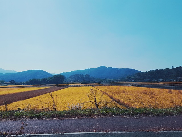 秋季 稻田 Ch - 上的免费照片