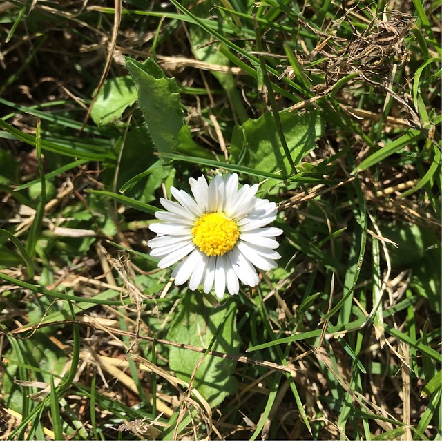 花 丹麦 夏天 - 上的免费照片