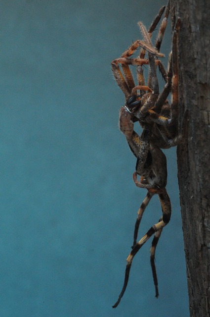 蜘蛛 蛛形纲动物 换羽 - 上的免费照片
