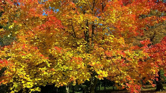 秋天 落下 树叶 - 上的免费照片