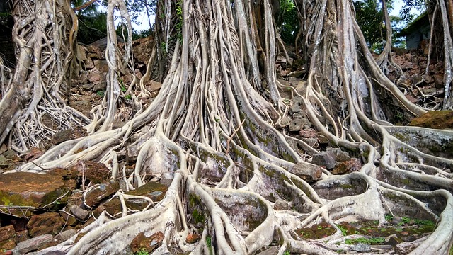 树 自然 有天赋的人 - 上的免费照片