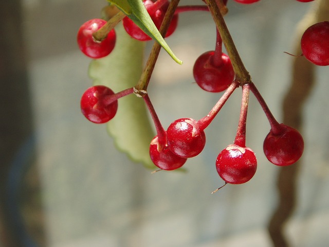 珊瑚浆果 Spiceberry 水果 - 上的免费照片