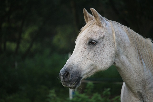 马 模具 纯种阿拉伯 - 上的免费照片