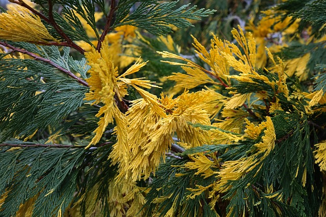 香雪松 加州香雪松 加利福尼亚河雪松 - 上的免费照片