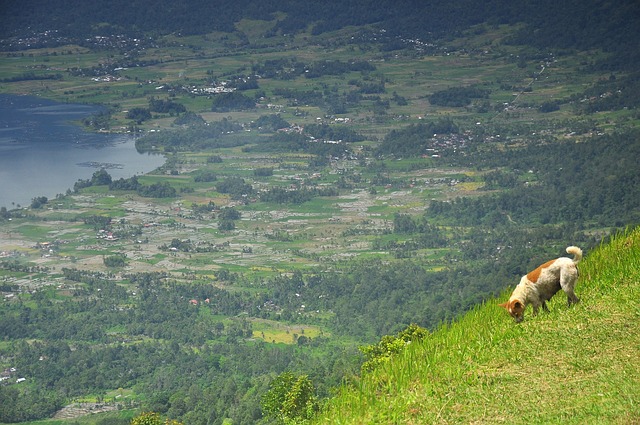 顶峰 狗 Nat - 上的免费照片