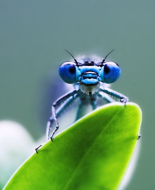 蜻蜓 绿色 蓝色的 - 上的免费照片