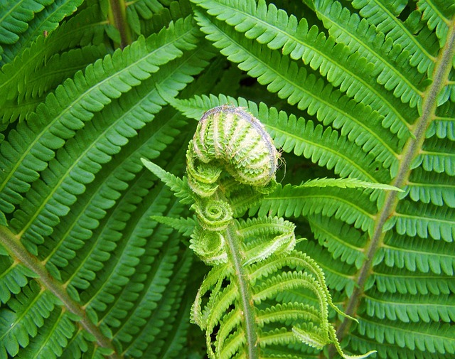 蕨 绿色植物 - 上的免费照片