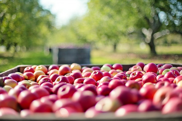 苹果 水果 农场 - 上的免费照片