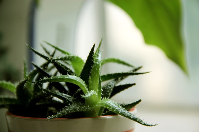 芦荟 多肉 多肉植物 - 上的免费照片