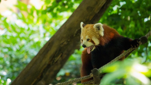 熊猫 树 可爱的 - 上的免费照片