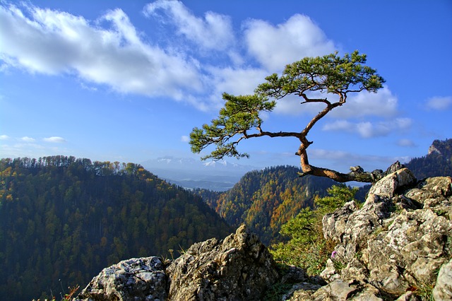 皮耶尼 松 山 - 上的免费照片