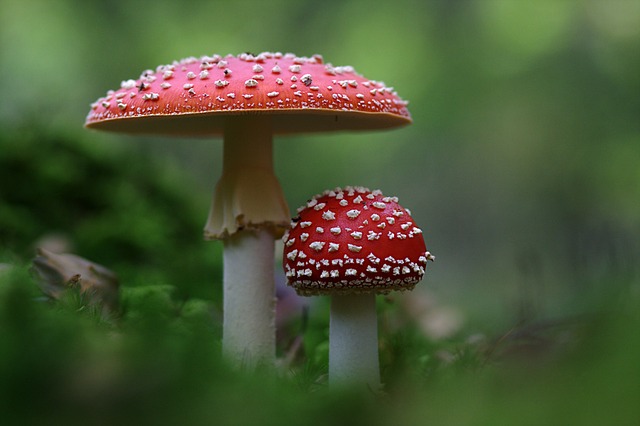毒菌 蘑菇 落下 - 上的免费照片